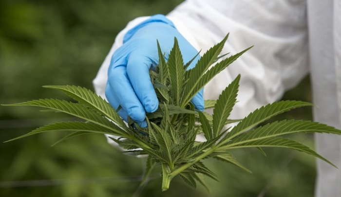 Medical cannabis-based products are available in about half of US states.JACK GUEZ/AFP/Getty Images