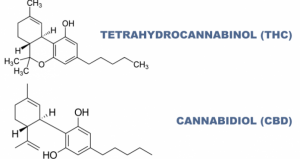 cbd