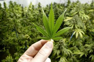 rise in cannabis use