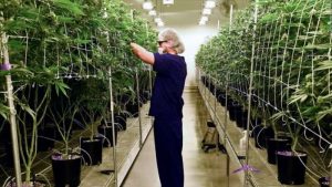 Jobs Aplenty in The Legal Cannabis Industry