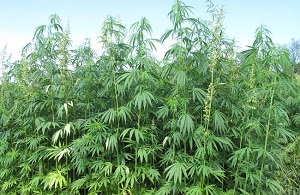 Hemp Farming