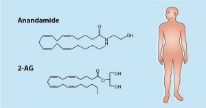 Endocannabinoid System: Anandamide and 2-AG