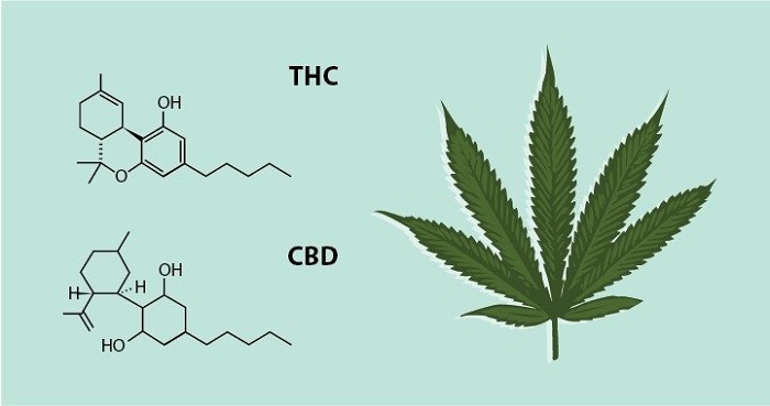 Endocannabinoid System: Cannabinoids THC and CBD