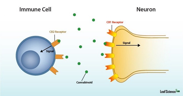 Endocannabinoid System: The CB Receptors