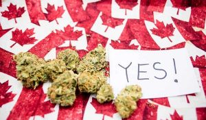 10 Cannabis Stories: Canada's $10 Dank