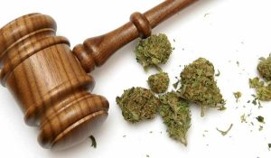 10 Cannabis Stories: Cannabis In The Courts