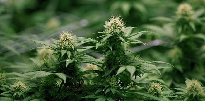 Legal Cannabis Good for Hydroponics Industry