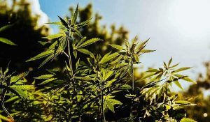 10 Cannabis Stories: Hemp