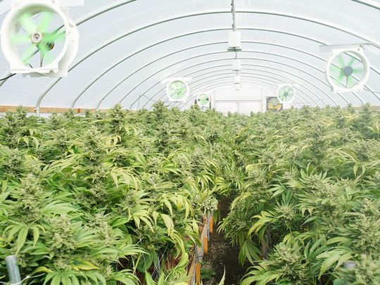NJ Marijuana Legalization