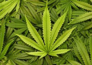 NJ Marijuana Legalization to Become a Reality