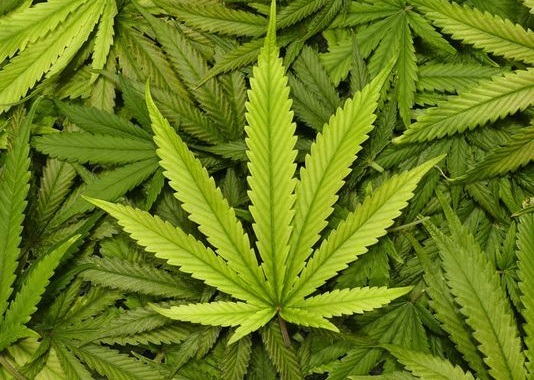 NJ Marijuana Legalization to Become a Reality