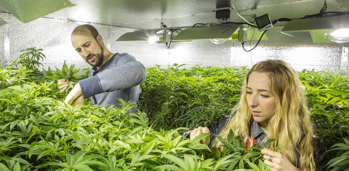 Legal Weed Market Favors Big Businesses