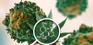 What Science Says About Cannabis and Cancer Cure