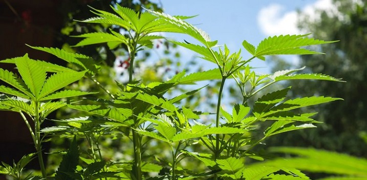 Marijuana Legalization: Crime Rate Drops in Uruguay