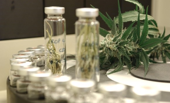 The big question that needs to be answered: medical cannabis offers benefits or not?