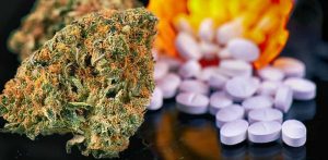 A State Eyes Cannabis to Fight Opioid Crisis
