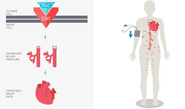 Cannabis and Your Heart: The impact of CB1 receptors