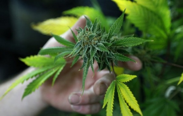 Cannabis Study: Full-Spectrum Cannabis Extracts