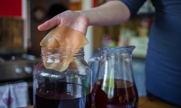 Cannabis Kombucha: Before Beginning to Brew