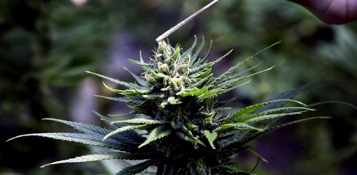 A Rapid Surge in Hemp CBD Market Pulls Cannabis Growers