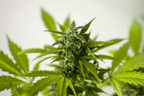 Montana passed a medical marijuana provision in 2004.