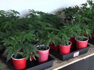 Marijuana Growers Diversify with Hemp and CBD