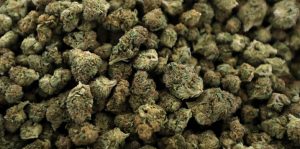 Why Med Schools Should Train on Medical Cannabis