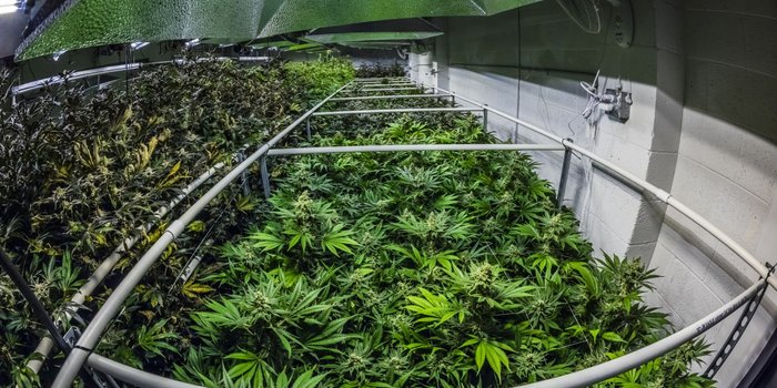 What Is Driving the Marijuana Industry Boom?