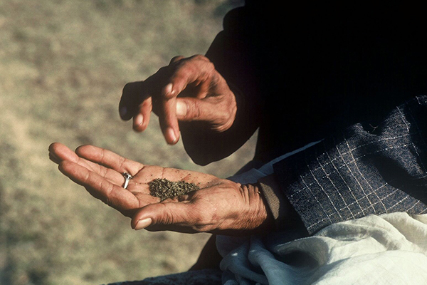 The Ancient Origins of Cannabis - The Silk Road in Central Asia.