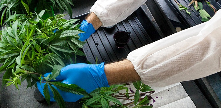 Corporate Cannabis: Why Rise in Patents Matters