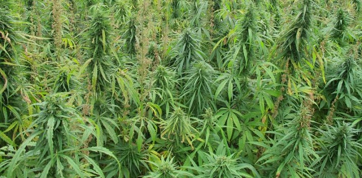 Barriers Dampen the High Potential of Industrial Hemp