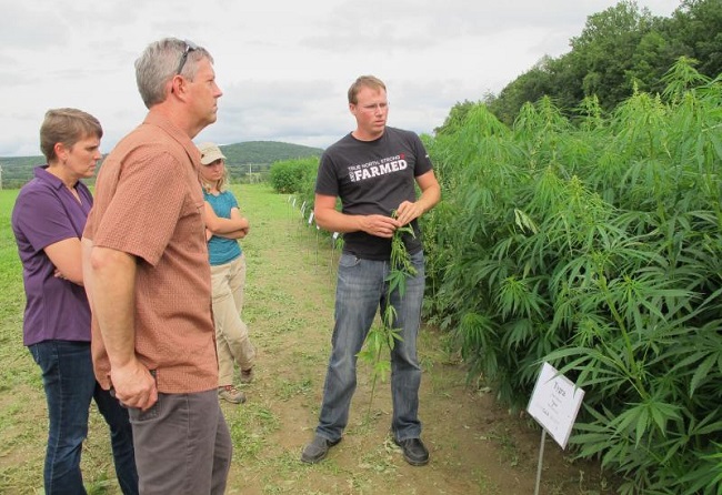 New York became a leader in hemp research and established industrial hemp as an agricultural commodity.