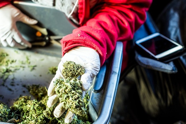 Despite receiving roughly 25 applications for federal cannabis grow farms last year, the DEA has not yet approved a single one.