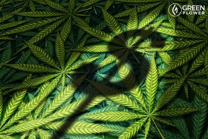 Cannabis Legalization: 5 Industries That Will Feel the Most Impact