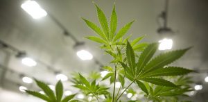 Former Wrigley Owner Backs Medical Marijuana