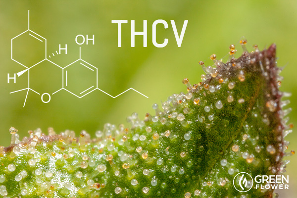 A Cannabinoid That Helps Prevent Type 2 Diabetes