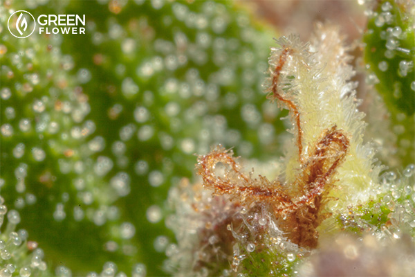 These mushroom-shaped crystals are the trichomes, which contain most of the plant's active cannabinoids. 