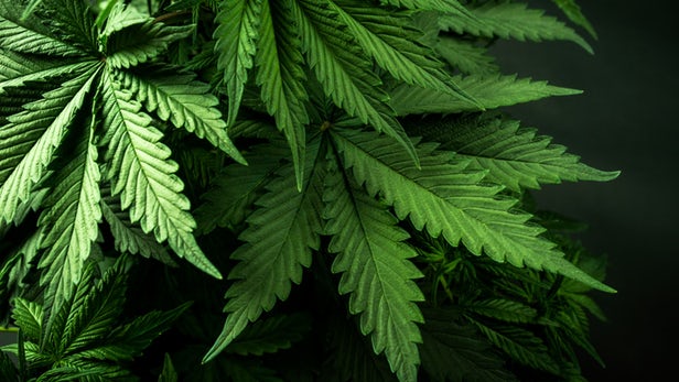 This Is How Cannabis Reduces Intestinal Inflammation