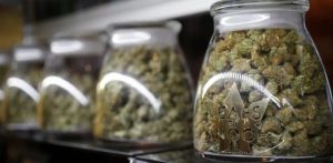 Doctors want medical pot phased out after legalization