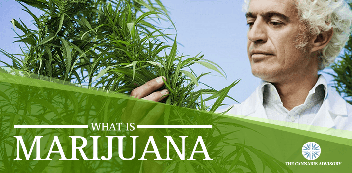 What is Marijuana