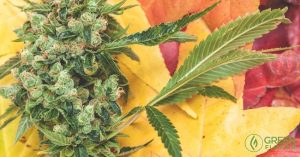 For the cannabis community, there is much to be thankful for right now.