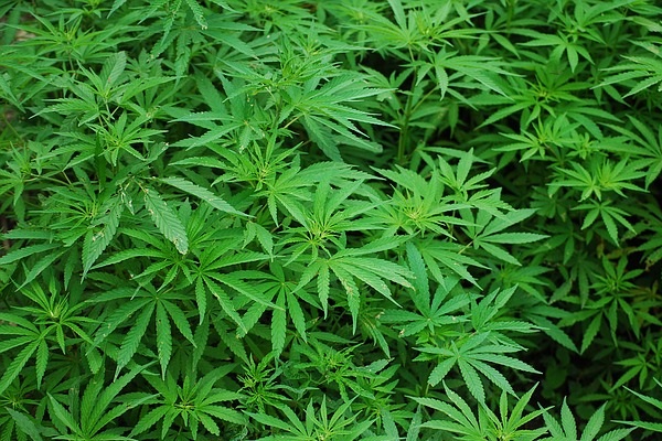 Marijuana is one of the most ancient herbaceous plants to ever be cultivated by humans.