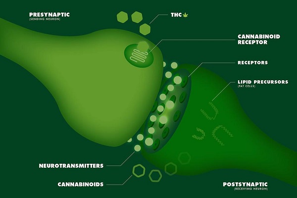 The endocannabinoid receptors