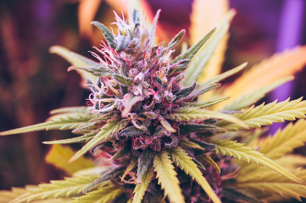 Anatomy and Appearance of the Marijuana Plant