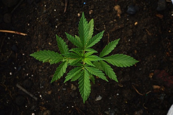 The cannabis plant has two main strains, Cannabis Indica and Cannabis Sativa.