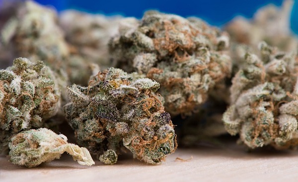 Marijuana is a greenish-gray mixture produced from the dried flowers of the marijuana plant.