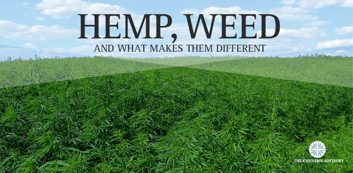 Hemp Vs Weed