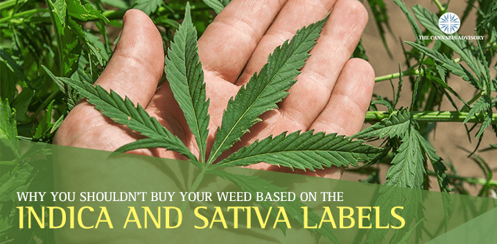 Indica or Sativa