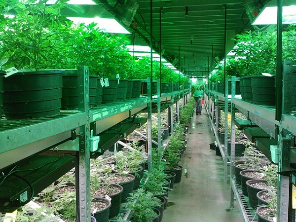 Cannabis producers are going for more secure indoor facilities.
