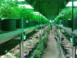 A Look at Marijuana Breeding